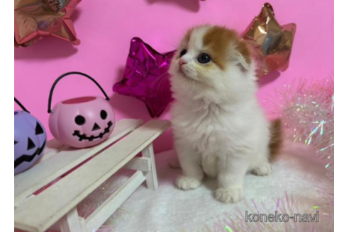 成約済の大阪府のスコティッシュフォールド-68371の4枚目